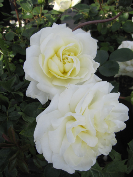 Rosa Summer Palace